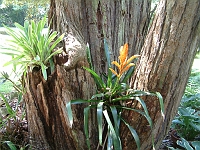 Bromeliads in tree_2